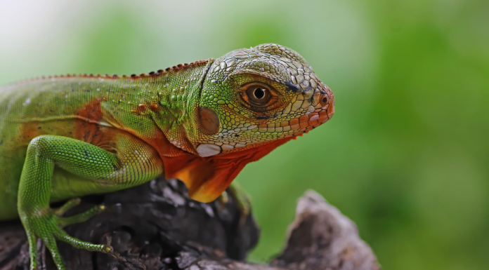 A Comprehensive Guide to Buy Reptiles Online Reptiles