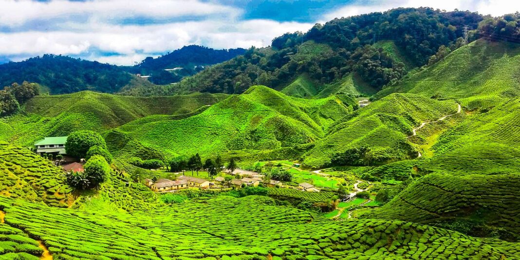 Cameron Highlands tour on Traveloka