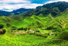 A Weekend in Cameron Highlands: What to Book and What to Skip Cameron Highlands tour on Traveloka