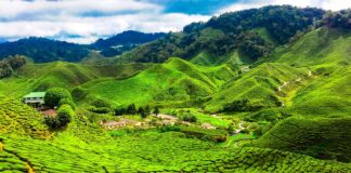 A Weekend in Cameron Highlands: What to Book and What to Skip Cameron Highlands tour on Traveloka