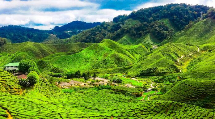A Weekend in Cameron Highlands: What to Book and What to Skip Cameron Highlands tour on Traveloka